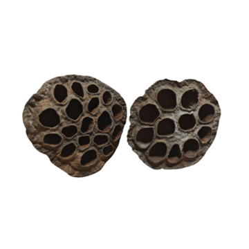 Lotus 8-10 cm